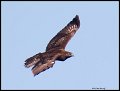 _2SB0389 juvenile harlans hawk dark morph
